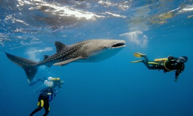 Things-to-do-in-Bora-Bora-Swim-With-Sharks 2
