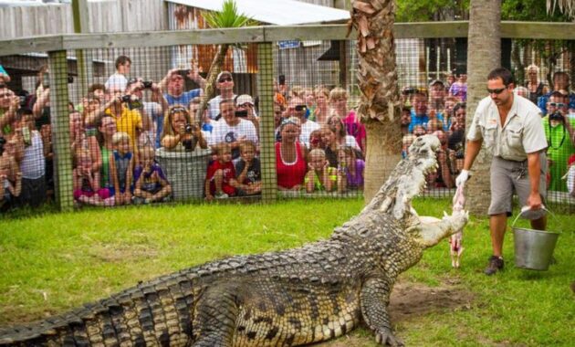 Things-To-Do-In-Myrtle-Beach-SC-Alligator-adventure