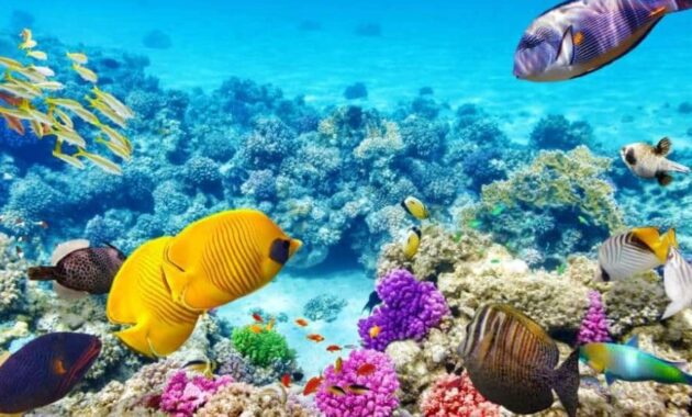 The-Great-Barrier-Reef-of-Australia
