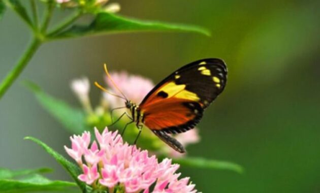 Key-West-Butterfly-and-Nature-Conservatory-things-to-do-in-florida-keys