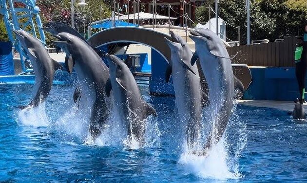 Dolphin attraction jumping in pacific beach san diego - Pacific Beach San Diego