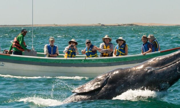 San Diego Whale Watching Season 2