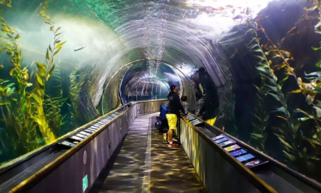 Things To Do In San Francisco For Kids