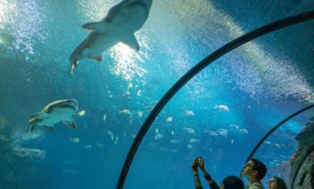 Things To See In Las Vegas - Mandalay Bay Shark Reef