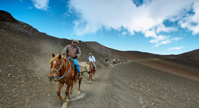 Horses at Haleakala in Maui