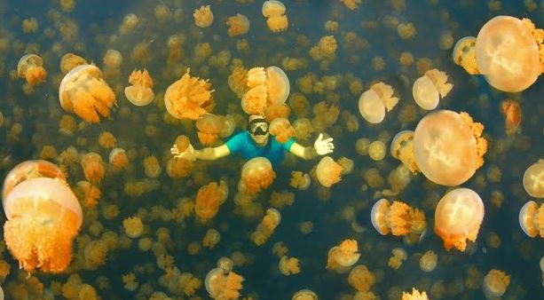 Rock Islands, Palau Jellyfish Lake best snorkeling places