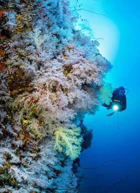 Great White Wall, Taveuni, Fiji
