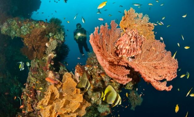 Liberty Wreck, Bali, Indonesia