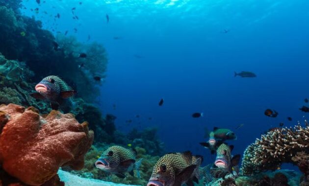 Tubbataha, Palawan, Philippines - Best Places to Scuba Dive