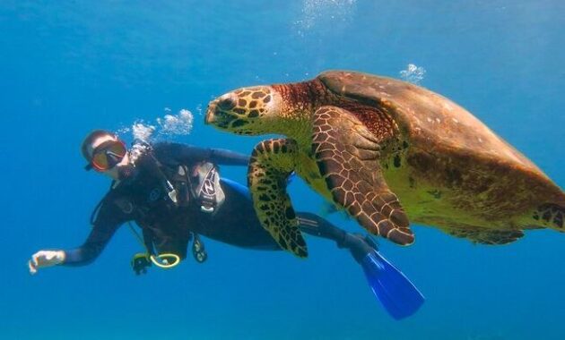 Hawaii Makena Beach - Underwater Wonderland