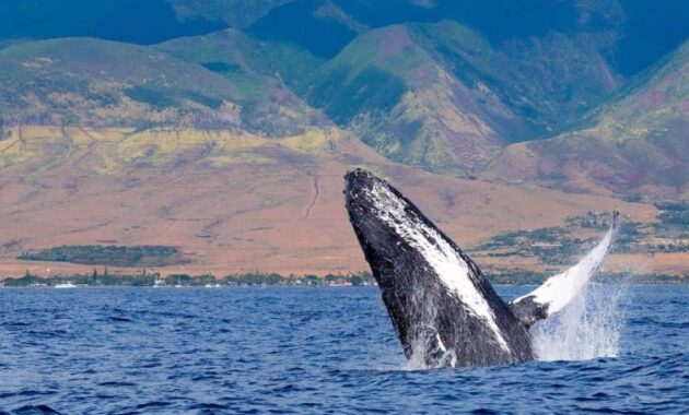 A breaching humpback whale off the coast of Maui - best whale watching USA