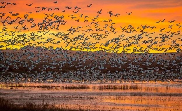 Bosque del Apache National Wildlife Refuge, New Mexico - top wildlife refuges USA