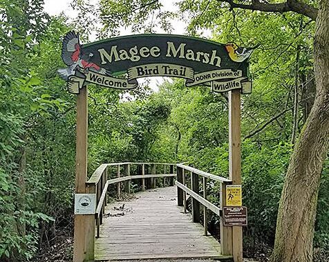 Magee Marsh Wildlife Area, Ohio - best bird watching spots USA