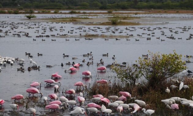 Pelican Island National Wildlife Refuge, Florida