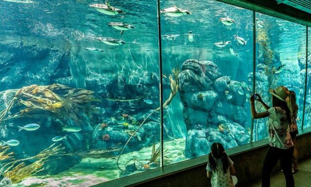 San Diego Zoo – San Diego, California - best zoos aquariums USA