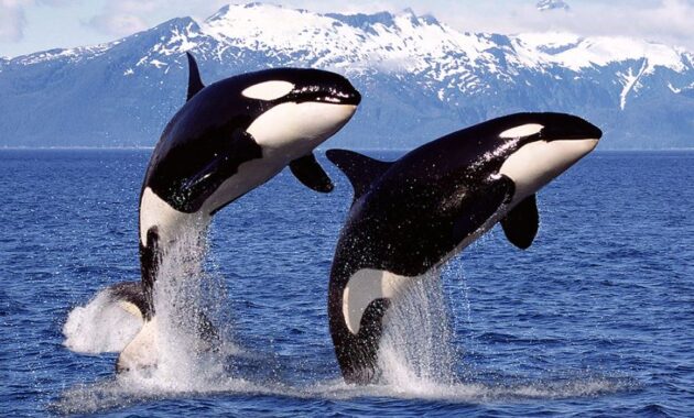 best whale watching USA - orcas swimming in the San Juan Islands