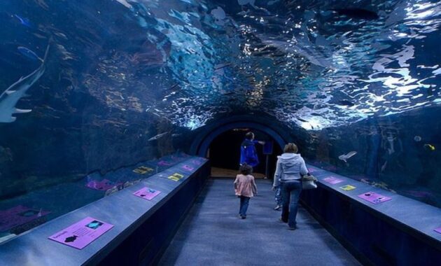 best zoos aquariums USA - Shedd Aquarium – Chicago, Illinois