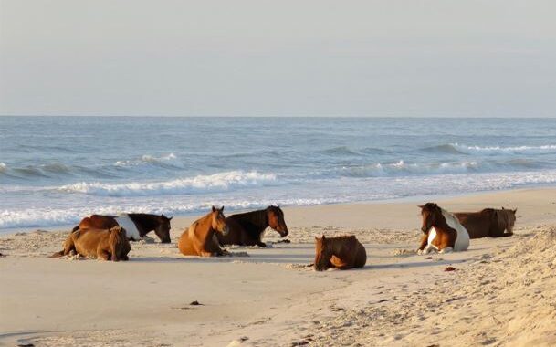 Assateague Island, Maryland and Virginia