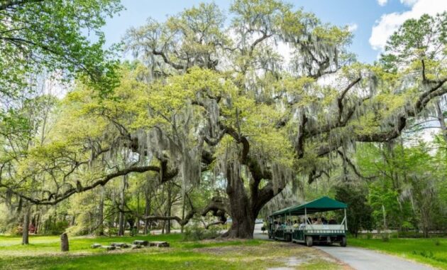 Charleston’s Plantations and Gardens - Charleston SC weekend getaway