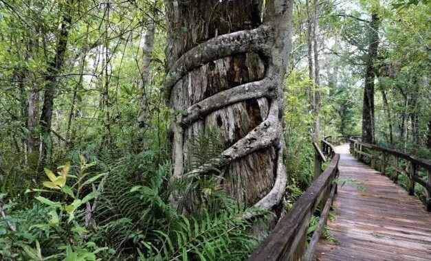 Fakahatchee Strand Preserve State Park, Florida