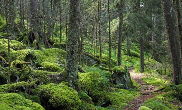 Great Mountain Forest, Connecticut New England secret nature spots