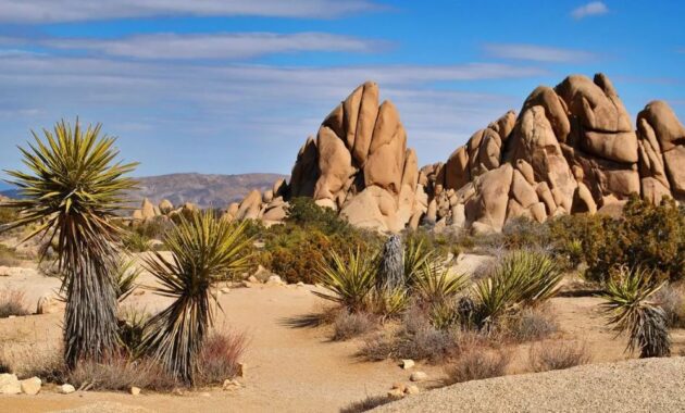 Joshua tree things to do
