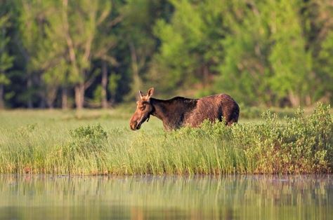 New England secret nature spots - Umbagog National Wildlife