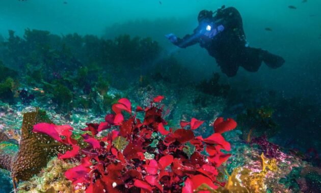 Scuba Diving or Snorkeling at Macaulay Salmon Hatchery - Juneau Alaska things to do