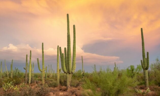USA desert travel destinations - Sonoran Desert National Monument, Arizona