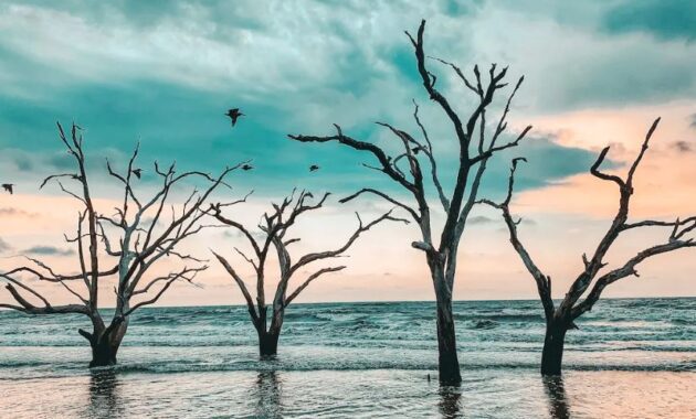 Botany Bay south carolina