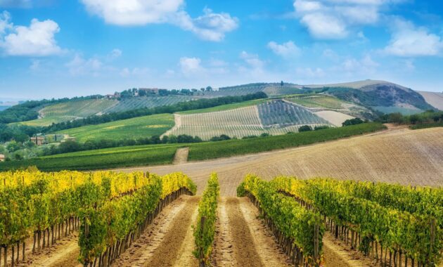 Napa Valley wine tasting tours