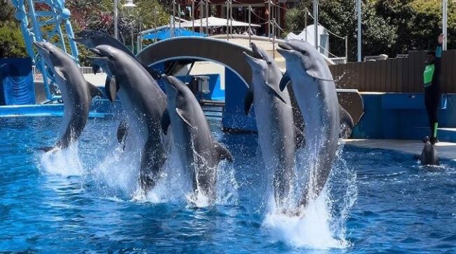Dolphin attraction jumping in pacific beach san diego - Pacific Beach San Diego