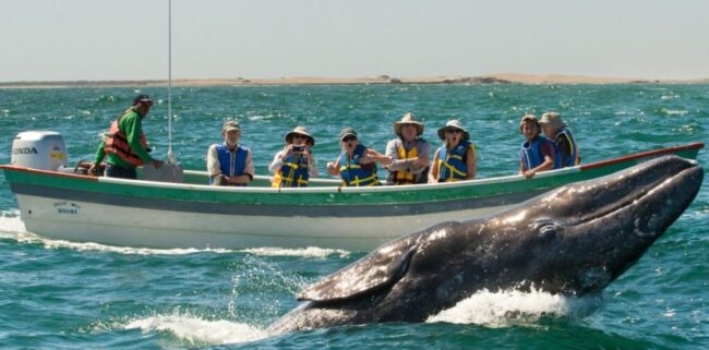 San Diego Whale Watching Season 2