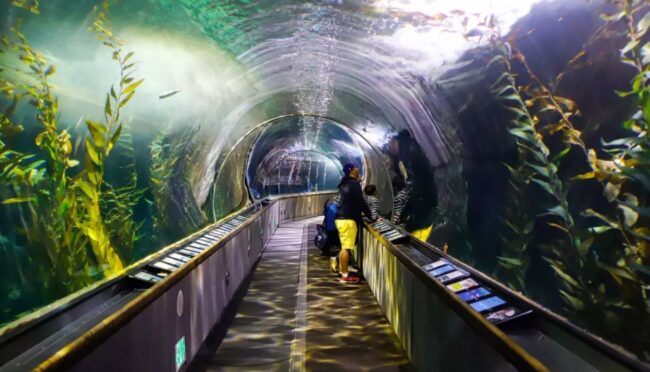 Things To Do In San Francisco For Kids