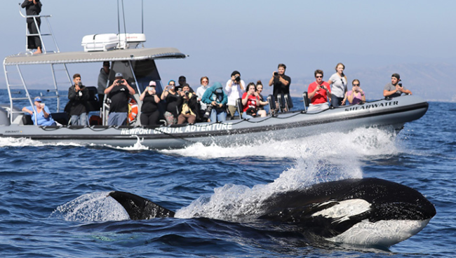watching dolphins and whale in alaska