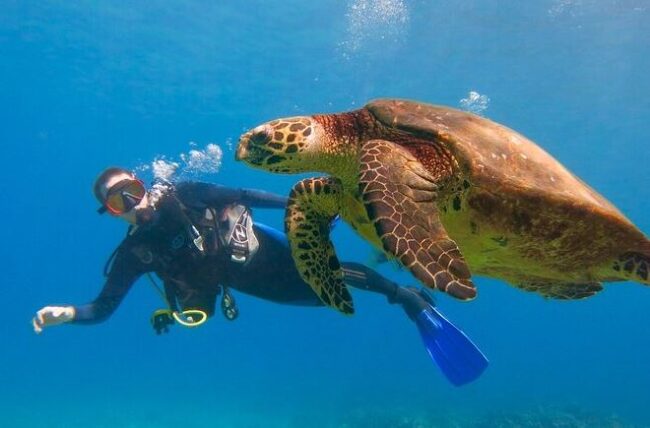 Hawaii Makena Beach - Underwater Wonderland