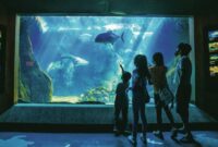 Things to Do in Waikiki Hawaii : Discover the Magic