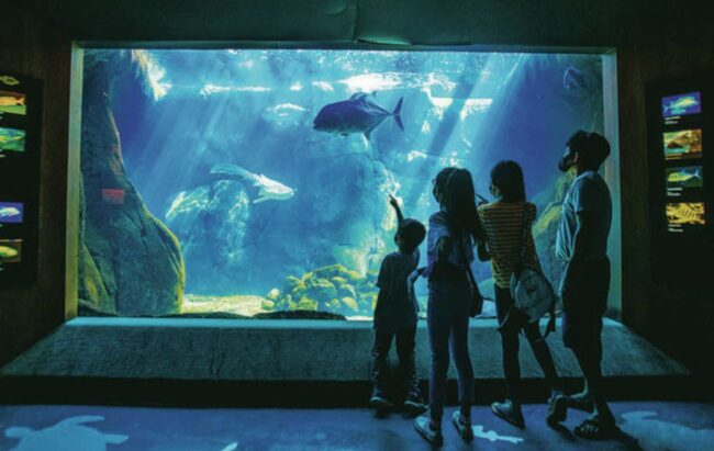 Things to Do in Waikiki Hawaii - Waikiki Aquarium