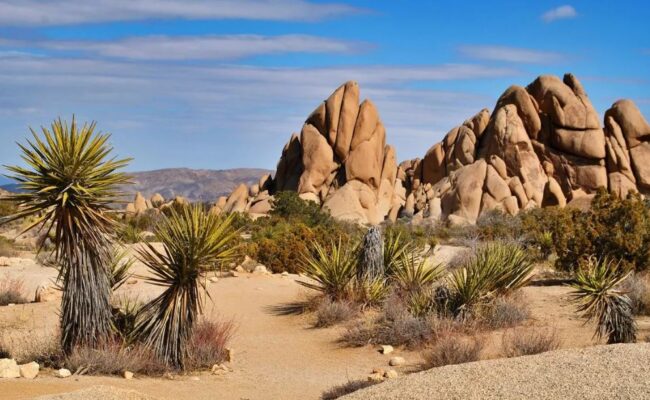 Joshua tree things to do