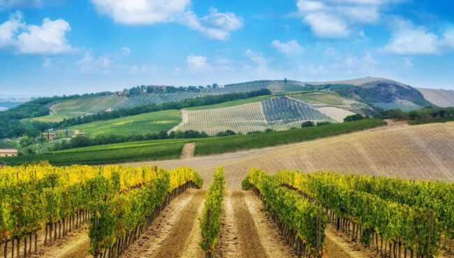Napa Valley wine tasting tours