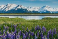 Alaska Wilderness Wildlife Travel: Routes, Seasons, Tips